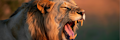Keeping the Litigation Lions at Bay