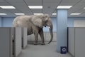 The Elephants Are Multiplying